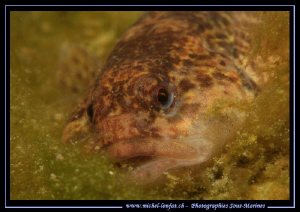 Encourter with this little Bullhead, freshwater sculpin, ... by Michel Lonfat 